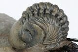 Zlichovaspis Trilobite With Reedops - Atchana, Morocco #210283-5